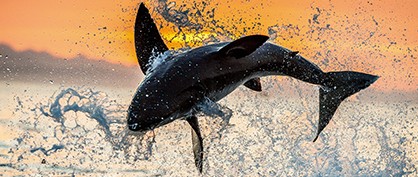 shark-fun-facts-socialex-418 shark-fun-facts-socialex-418