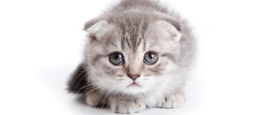 cat-like-instinct-0035 cat-like-instinct-0035