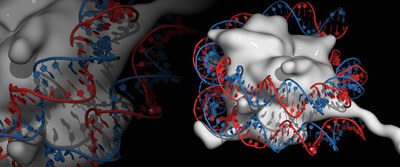 dna-repair-0035 dna-repair-0035