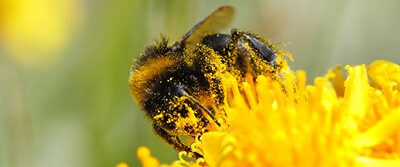 air-pollution-threatens-bees-17-3172 air-pollution-threatens-bees-17-3172
