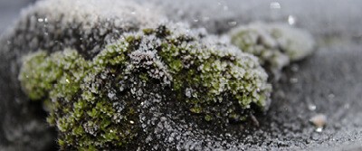 thawing-mosses-17-3172 thawing-mosses-17-3172