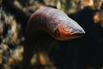 eel-inspired-power-source-has-potential-18-1603 eel-inspired-power-source-has-potential-18-1603