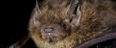 bat-detector-400-1356 bat-detector-400-1356