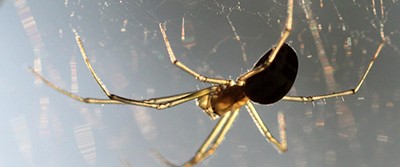 spider-toxin-400-1356 spider-toxin-400-1356