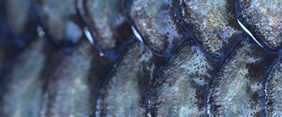 slimmy-fish-400-1356 slimmy-fish-400-1356