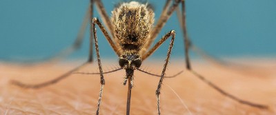 malaria-mosquito-400-1356 malaria-mosquito-400-1356