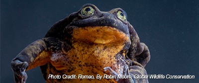 bolivian-frog-0400 bolivian-frog-0400