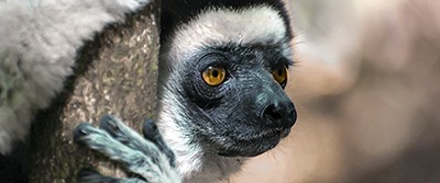 species-extinction-0400 species-extinction-0400