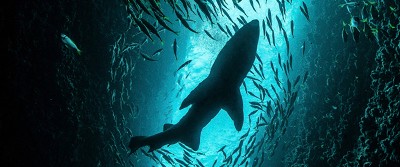 shark-embryos-0400 shark-embryos-0400