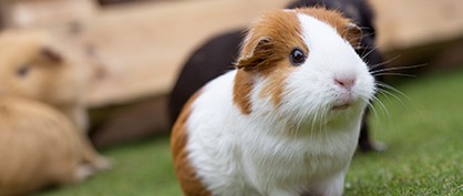 how-guinea-pigs-went-global-1761 how-guinea-pigs-went-global-1761