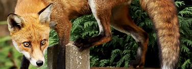 animals-came-out-pandemic-1761 animals-came-out-pandemic-1761