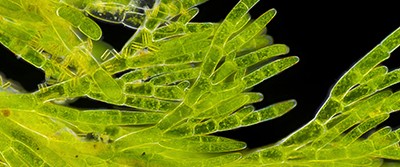 green-seaweed-algae-400-0375 green-seaweed-algae-400-0375