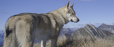 himalayan-wolves-400-0752 himalayan-wolves-400-0752
