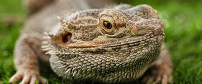reptile-sleep-dragon-400-0375 reptile-sleep-dragon-400-0375