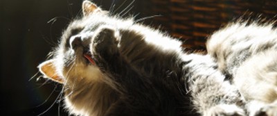 cat-allergies-400-0752 cat-allergies-400-0752
