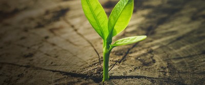 trees-climate-change-400-0752 trees-climate-change-400-0752