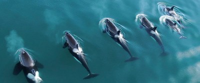 whales-migrate-400-0752 whales-migrate-400-0752