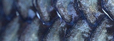 fish-slime-swimming-pathogen-killing-bacteria-arch-1761