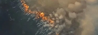 australian-wildfires-put-hundred-of-species-at-risk-arch-1761