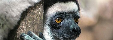new-method-finds-more-species-facing-extinction-arch-1761