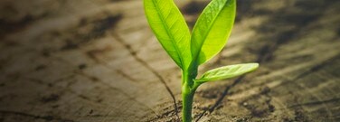 trees-wont-save-us-from-climte-change-arch-1761
