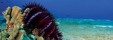 starfish-coral-reef-1761