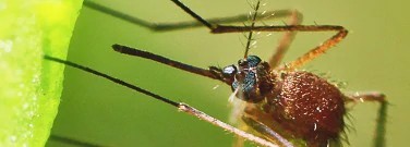 the-adverse-effects-mosquito-repellants-arch-1761
