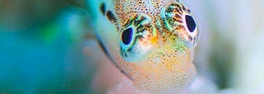 tiny-fish-have-big-impact-coral-reef-ecosystem-arch-1761