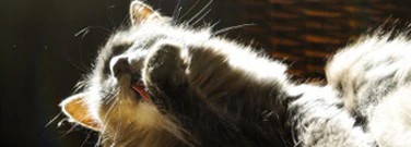 scientists-are-poised-pounce-cat-allergies-arch-1761