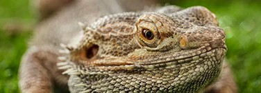 reptile-brain-may-hold-secrets-human-sleep-patterns-arch-1761