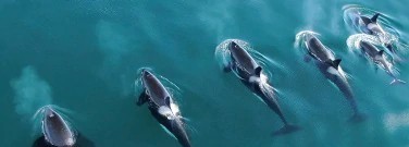 whales-migrate-shed-skin-they-re-in-arch-1761