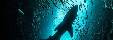 shark-embryos-the-search-food-arch-1761