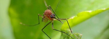 new-solution-uses-bacterial-compounds-repel-mosquitoes-arch-1761