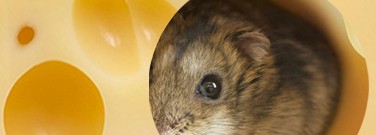 mouse-smell-1761