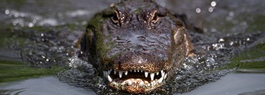 ancient-crocodiles-may-have-walked-upright-1761