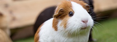 how-guinea-pigsglobal-1761