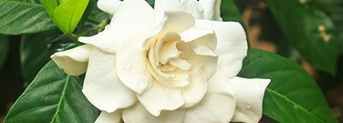 gardenia-jasminoi-1761