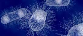 antimicrobial-stewardship-ecoli antimicrobial-stewardship-ecoli