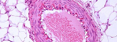histology-cytology-anatomical-pathology histology-cytology-anatomical-pathology