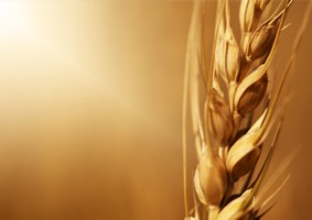 wheat A Healthy Response to Unhealthy Food: Diagnostic Testing for Wheat-Related Disorders