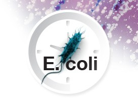 ecoli-shiga-toxin-public-health-threat ecoli-shiga-toxin-public-health-threat