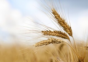 differentiating-gluten-related-disorders-diagnostic-methods-17-033-0585 differentiating-gluten-related-disorders-diagnostic-methods-17-033-0585