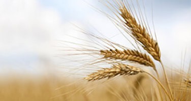 wheat-webinar-thumb-large-17-033-0586 wheat-webinar-thumb-large-17-033-0586