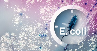 shiga-toxin-e-coli-webinar shiga-toxin-e-coli-webinar