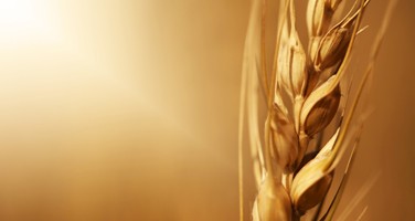 wheat-disorders-celiac-webinar-tmb wheat-disorders-celiac-webinar-tmb