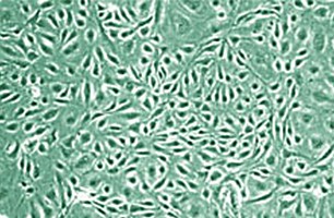 cell-lines cell-lines