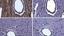 millipore-sigma-antibodies-17-2587 millipore-sigma-antibodies-17-2587