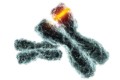 ge-healthcare-dharmacon-qpcr-assays