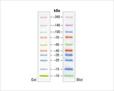 how-choose-right-protein-ladders-header-prestained-20-364-0064 how-choose-right-protein-ladders-header-prestained-20-364-0064