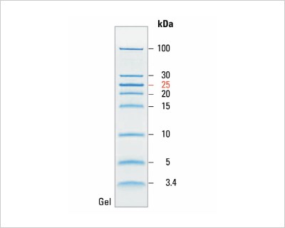 how-choose-right-protein-ladders-header-unstained-20-364-0064 how-choose-right-protein-ladders-header-unstained-20-364-0064